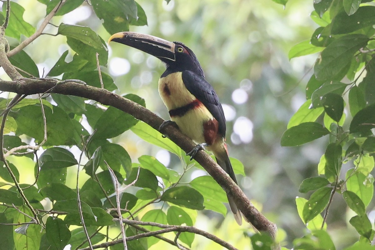 Pale-mandibled Aracari - ML645300160