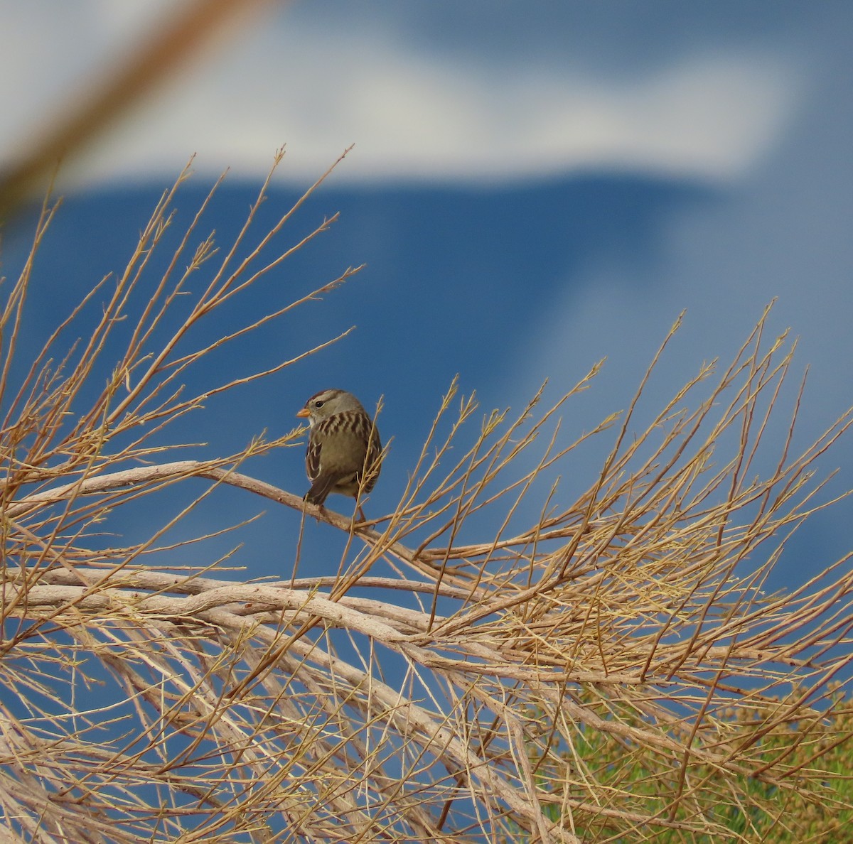 White-crowned Sparrow - ML645300161