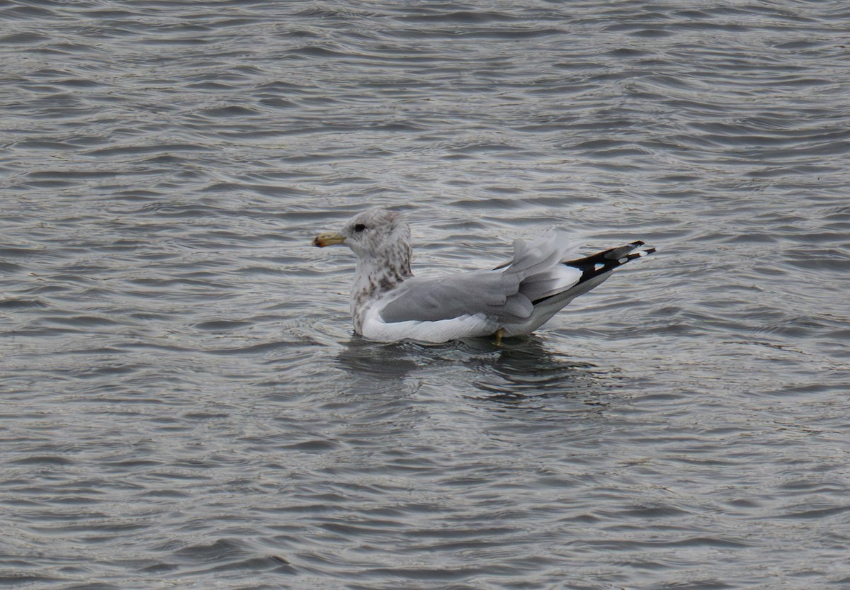 California Gull - ML645300163