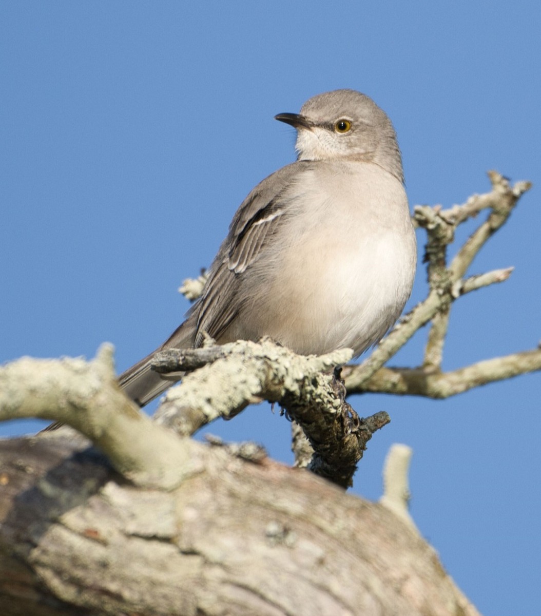 Northern Mockingbird - ML645300165