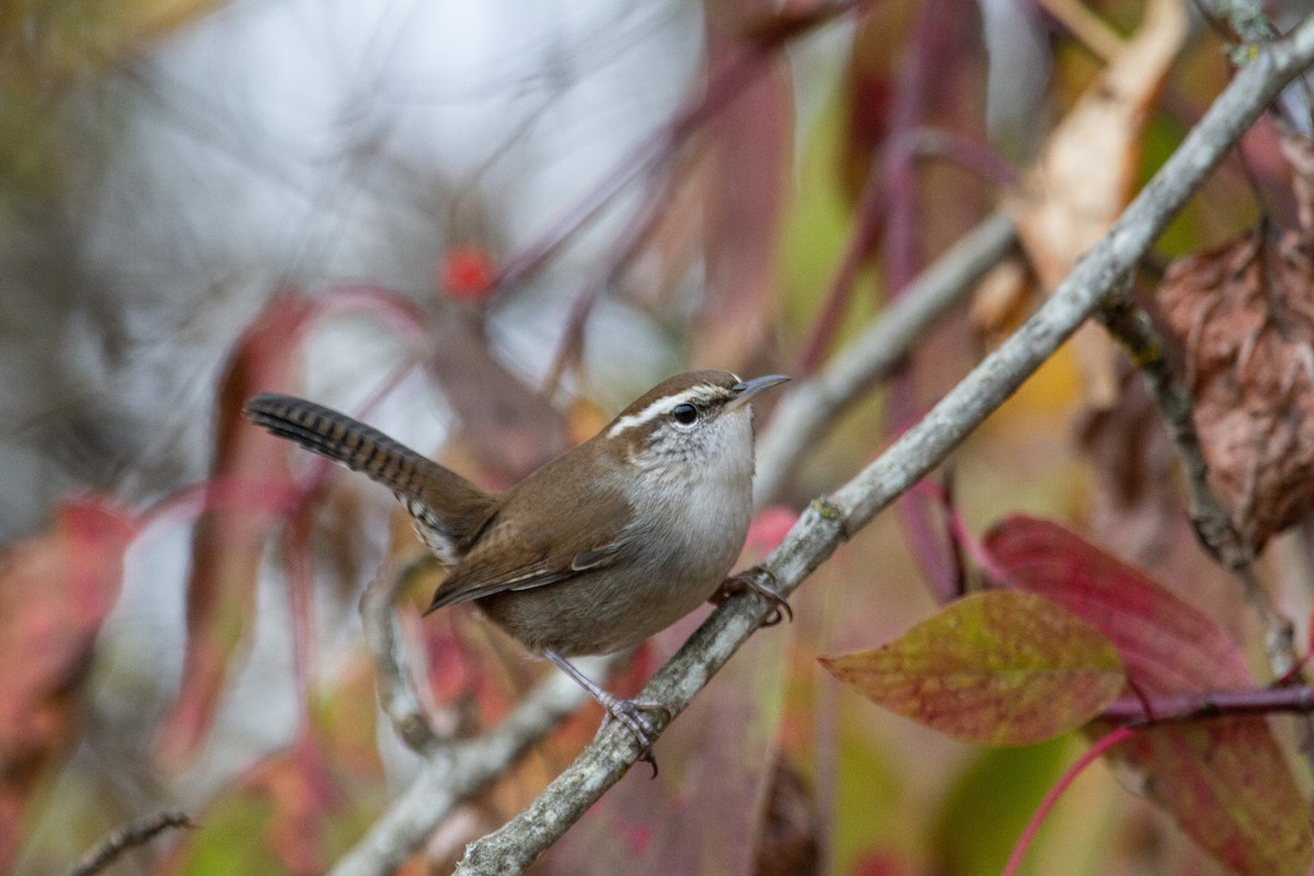 střízlík pokřovní - ML645300166