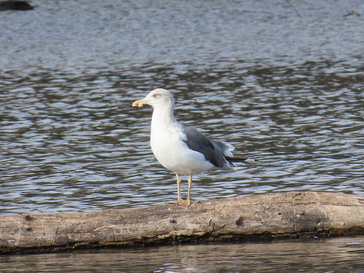 Lesser Black-backed Gull - ML645300167