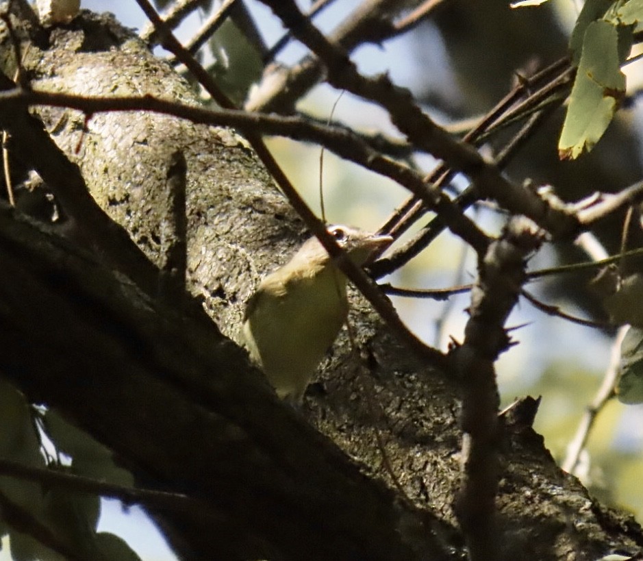 Bireo filadelfiarra - ML645300169