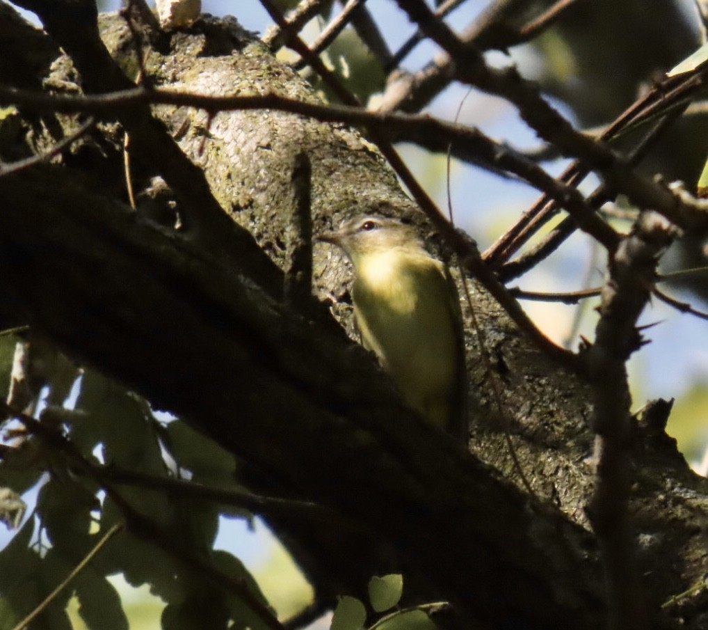 Bireo filadelfiarra - ML645300170