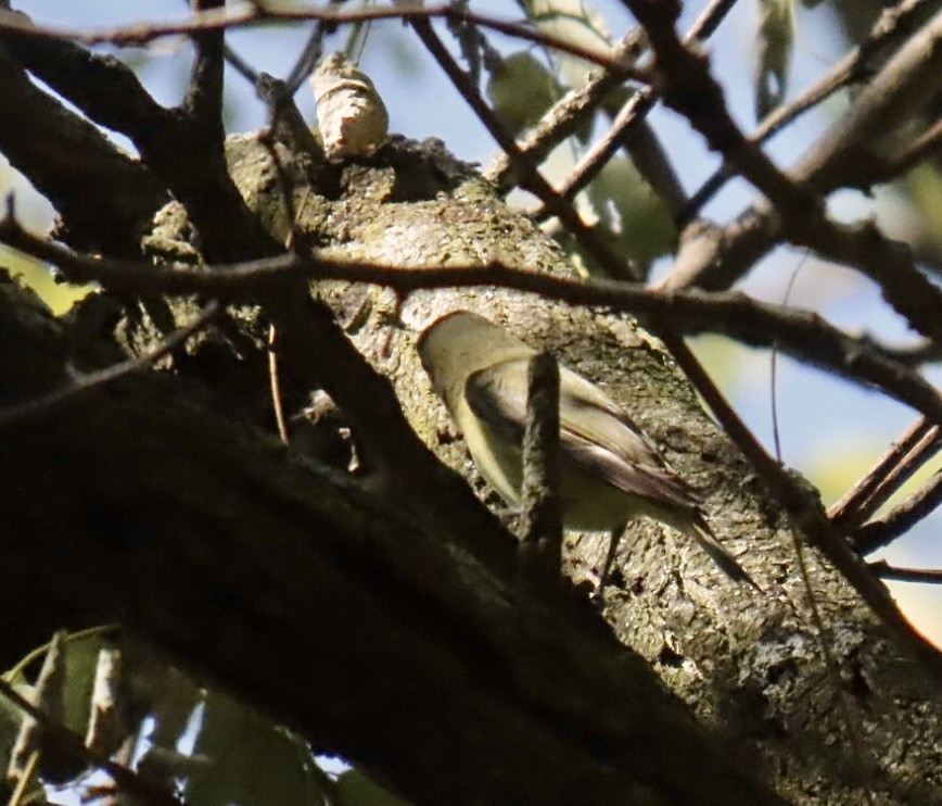 Bireo filadelfiarra - ML645300171