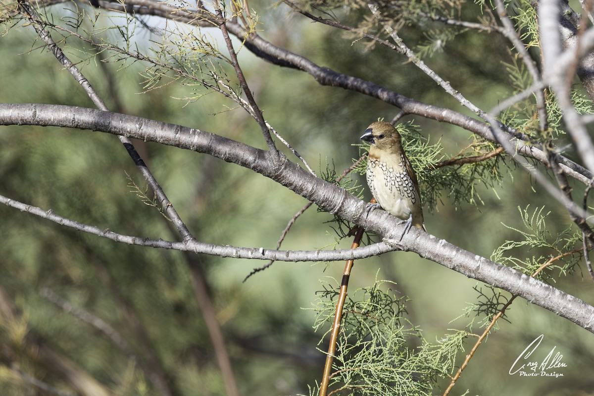 斑文鳥 - ML645300172