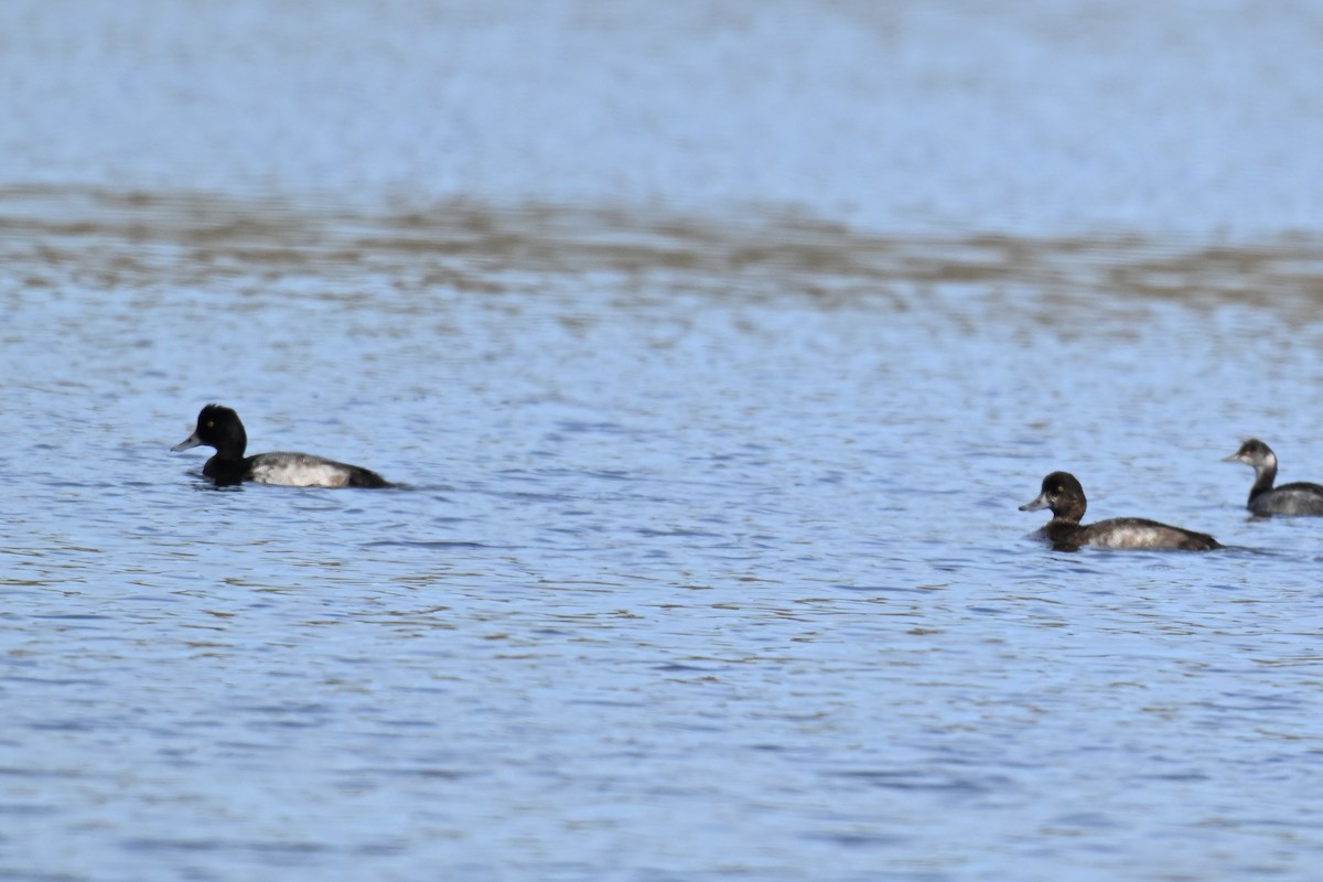 bergand - ML645300175