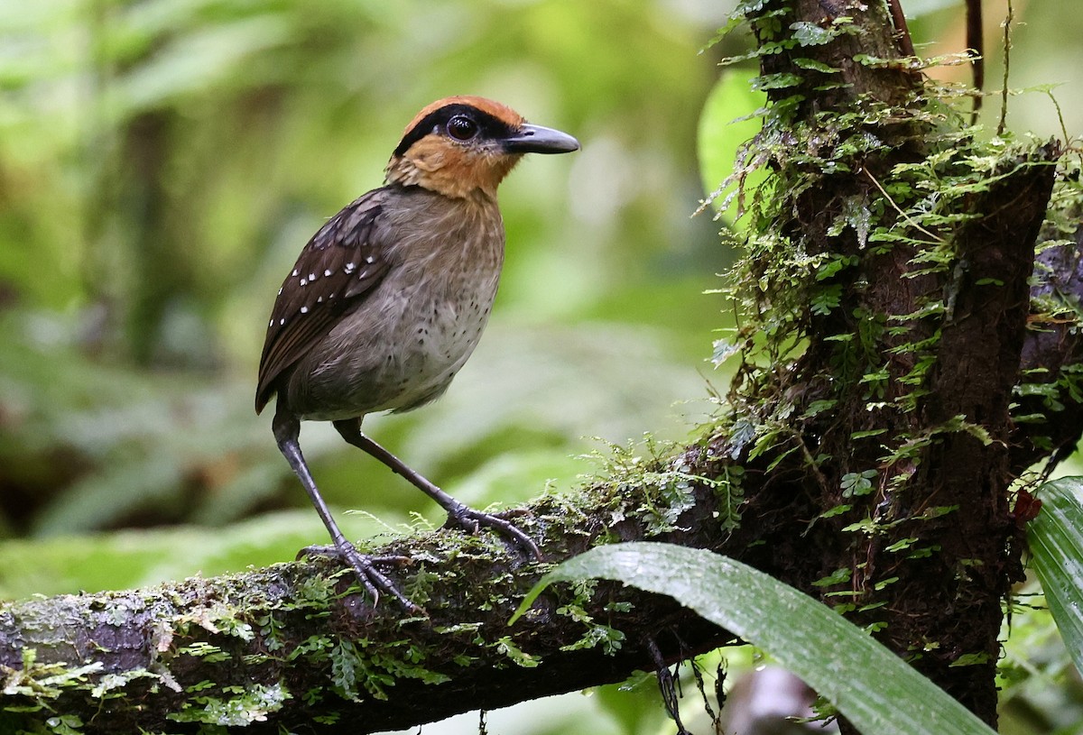 Rufous-crowned Antpitta - ML645300177