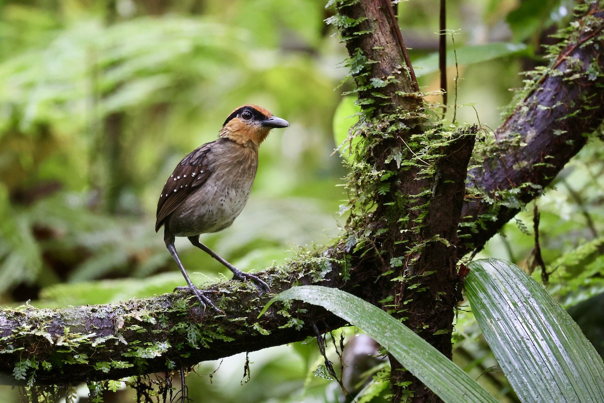 Rufous-crowned Antpitta - ML645300178
