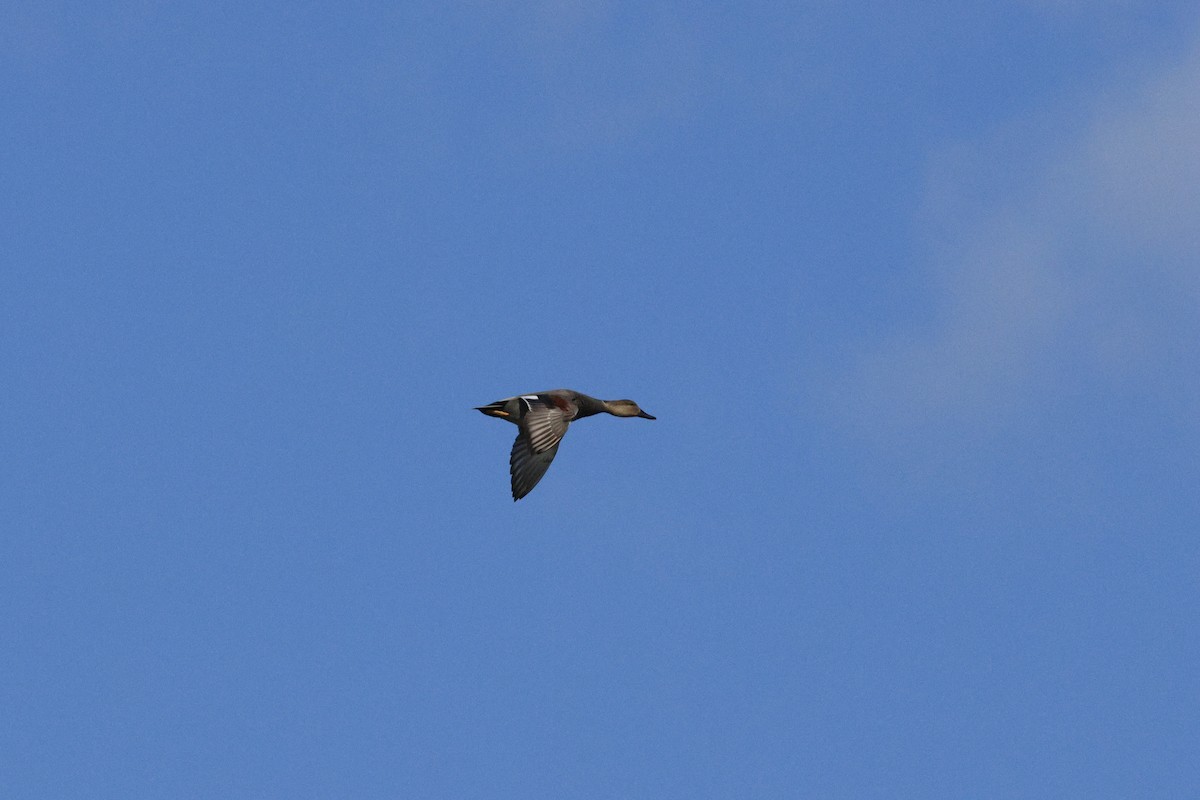 Нерозень - ML645300188