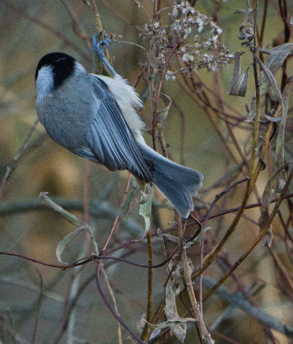 Black-capped Chickadee - ML645300189
