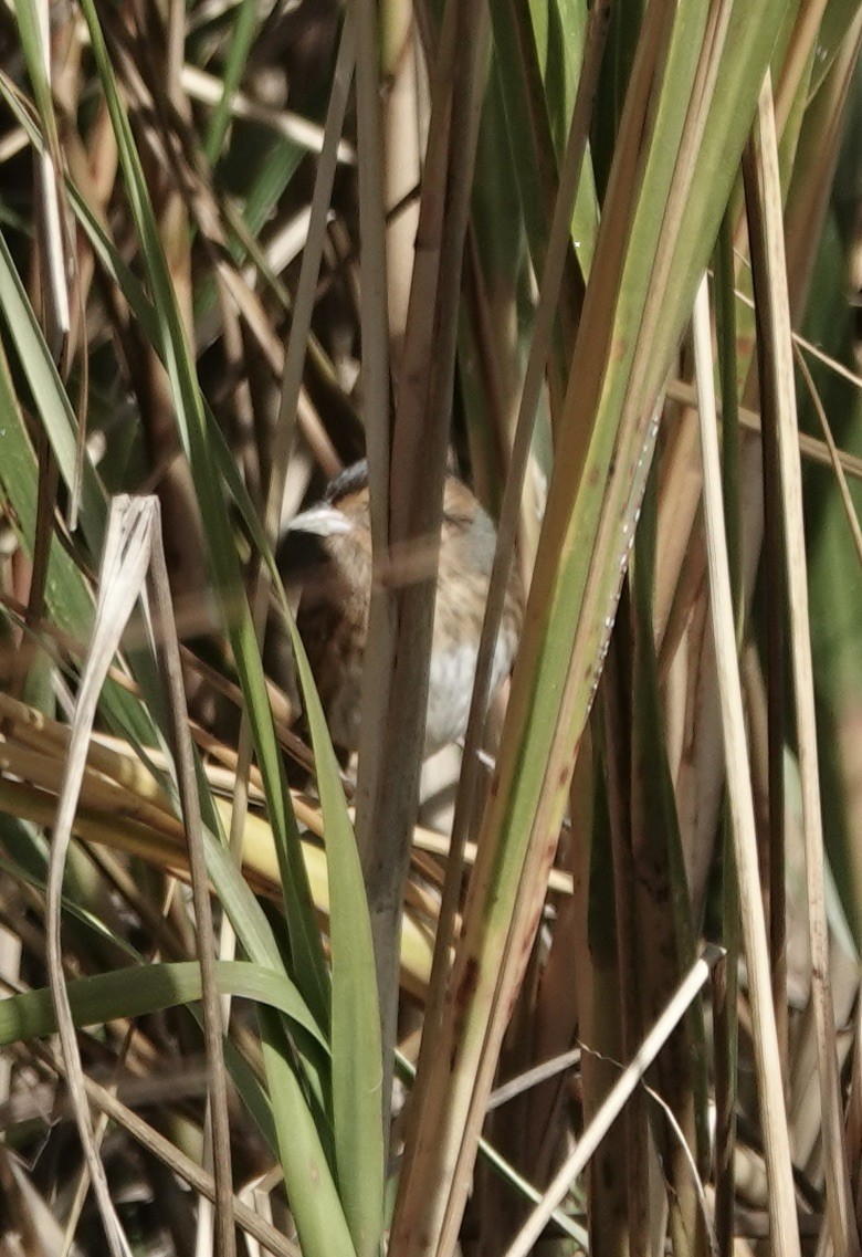 Chingolo de Nelson - ML645300190