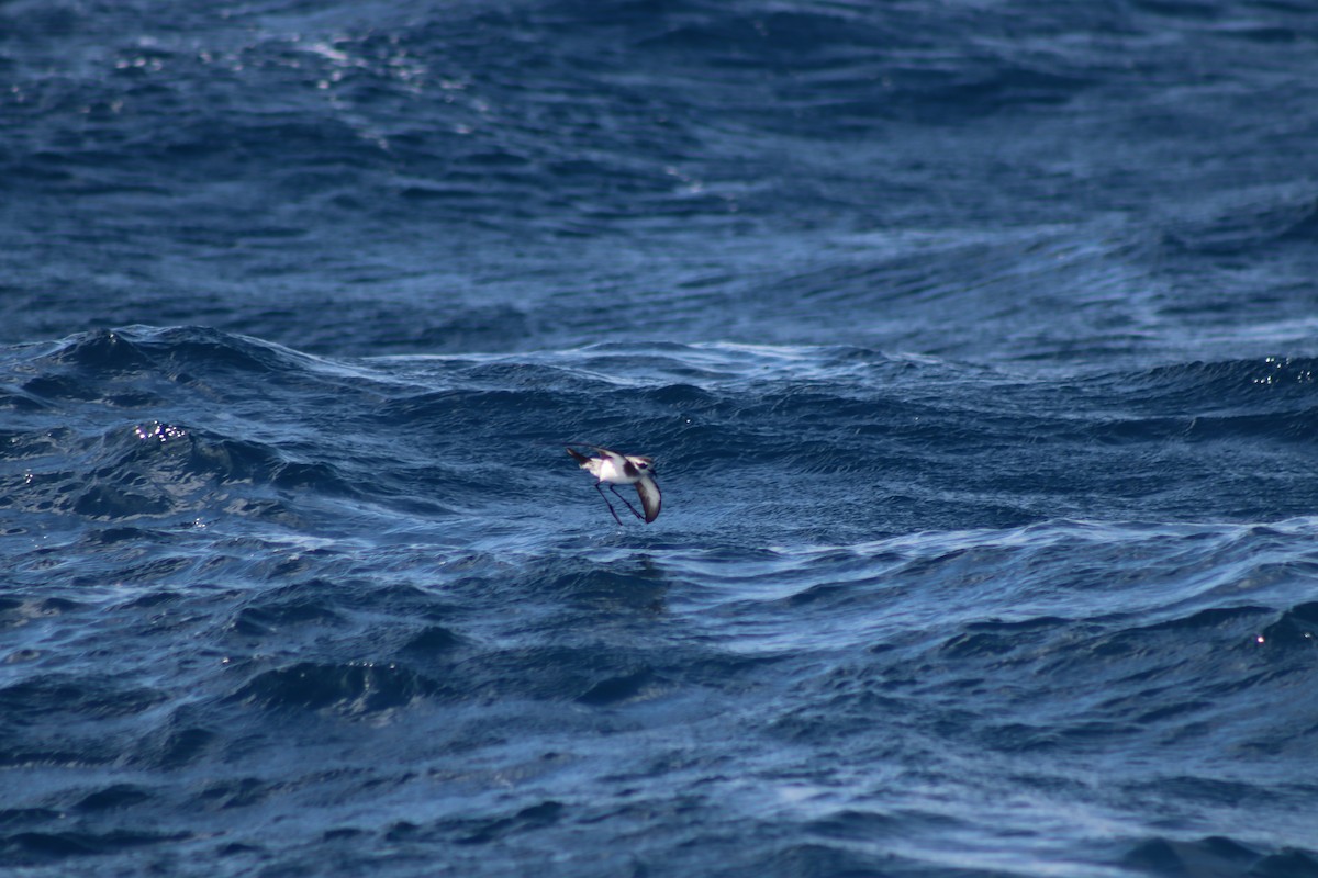 fregattstormsvale - ML645300202