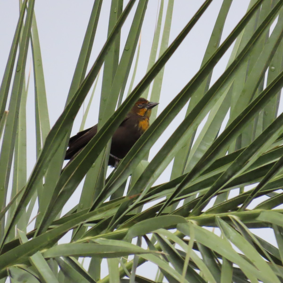 Yellow-headed Blackbird - ML645300209