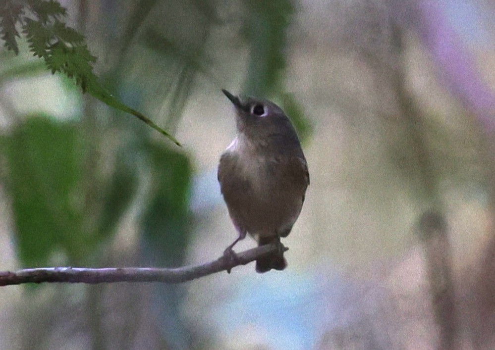 Ruby-crowned Kinglet - ML645300213