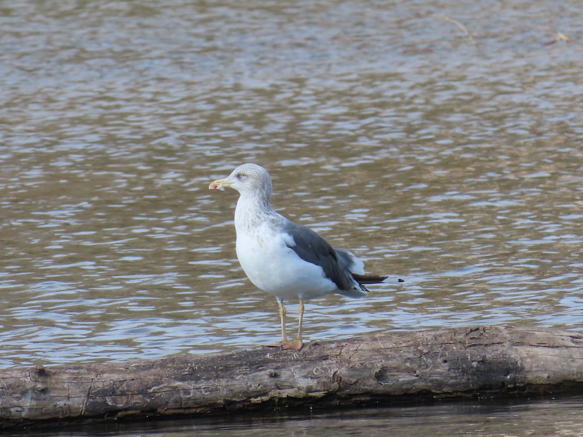 Lesser Black-backed Gull - ML645300217