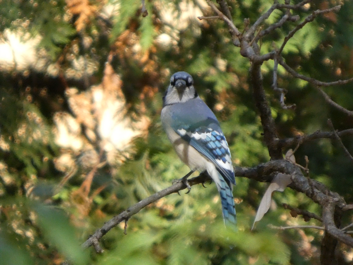 Blue Jay - ML645300218