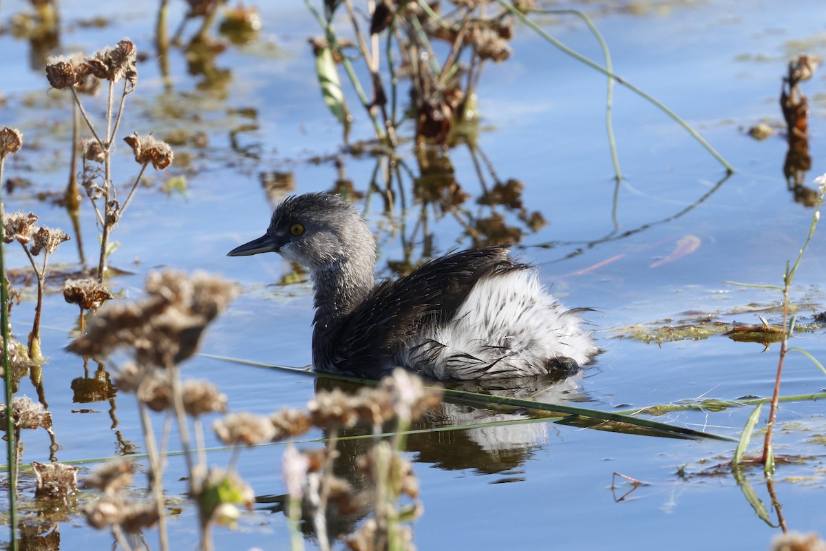 Least Grebe - ML645300226