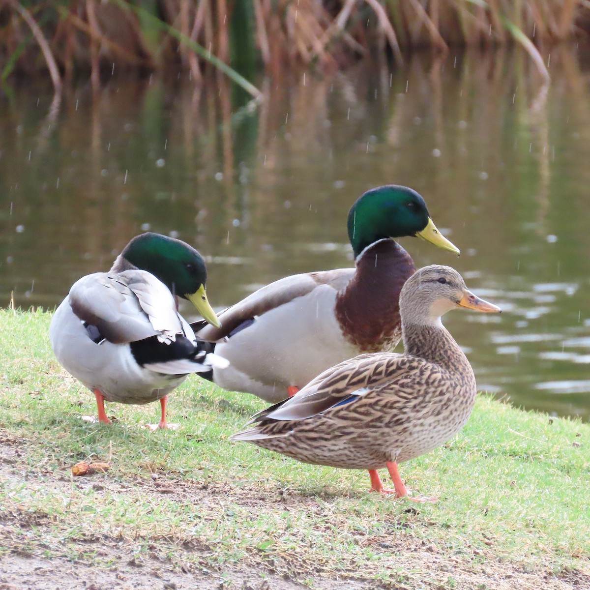 Basahatea - ML645300235