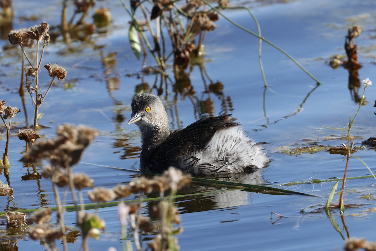 Least Grebe - ML645300242