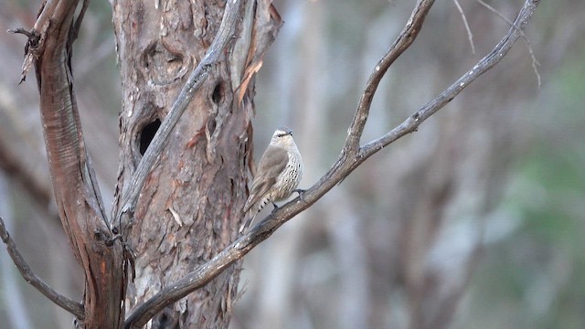 Королаз широкобровий - ML645300259