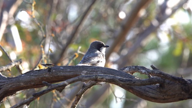Свистун рудочеревий - ML645300285