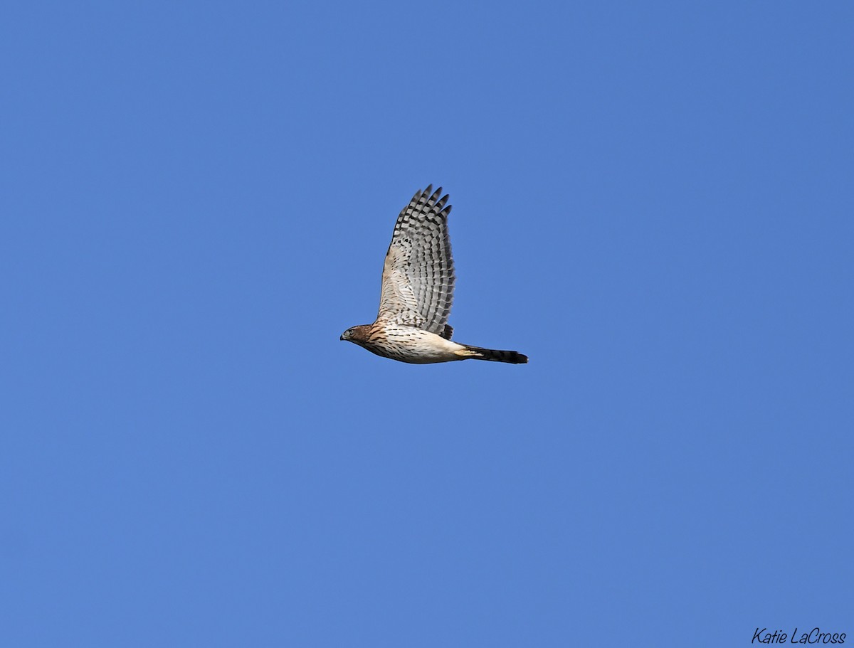Cooper's Hawk - ML645300286