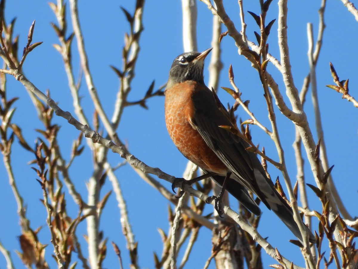 コマツグミ - ML645300299