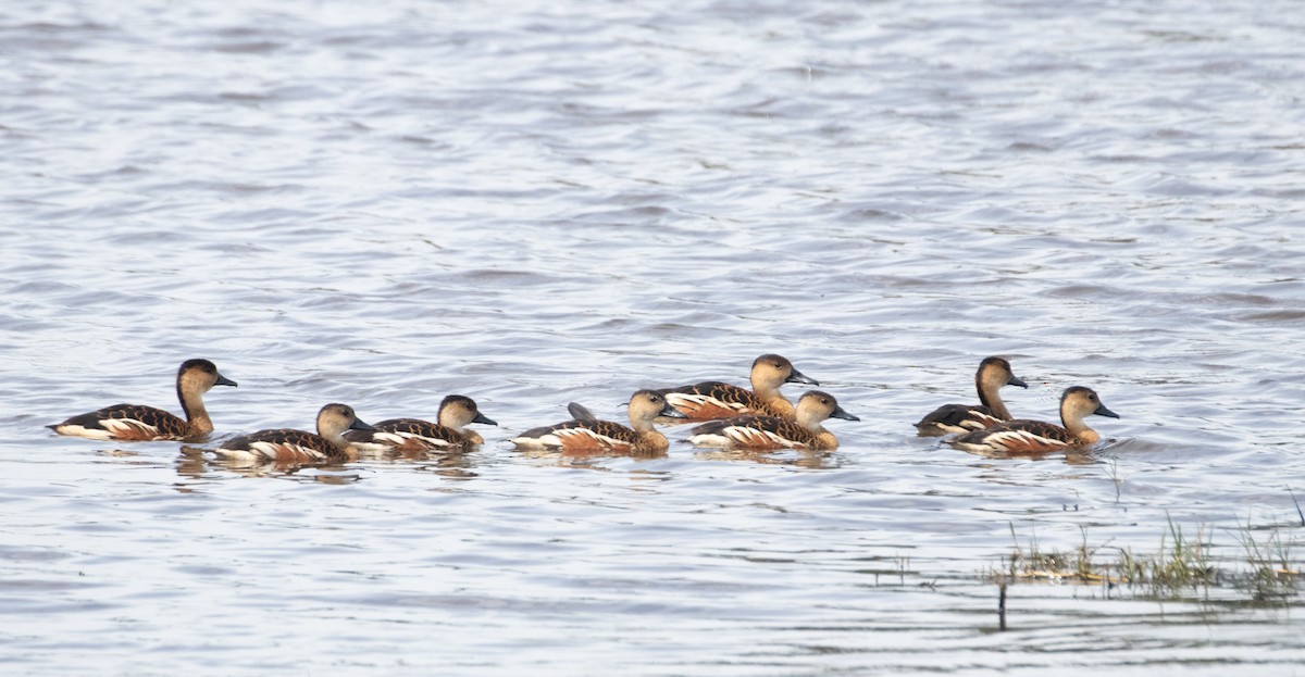 Wandering Whistling-Duck - ML645300300