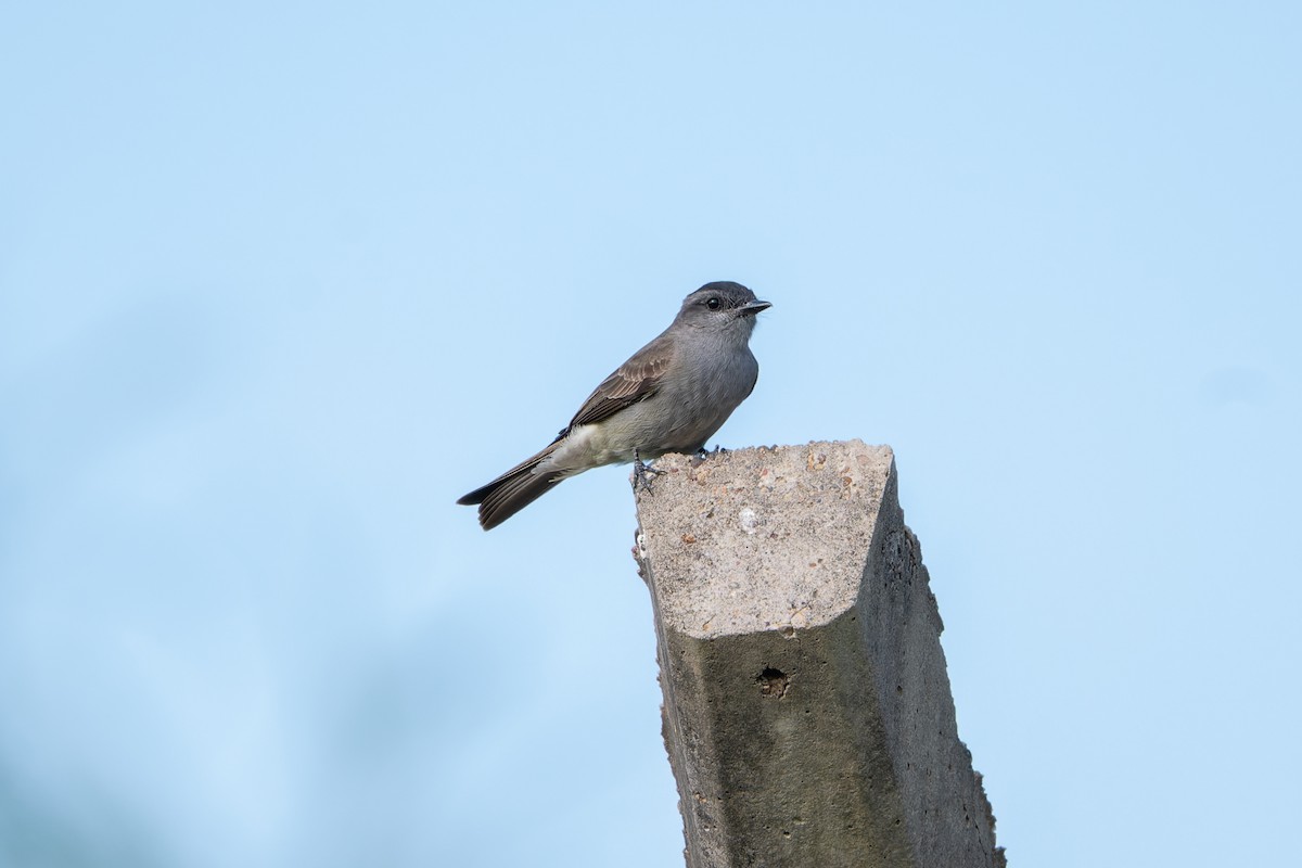 Crowned Slaty Flycatcher - ML645300305