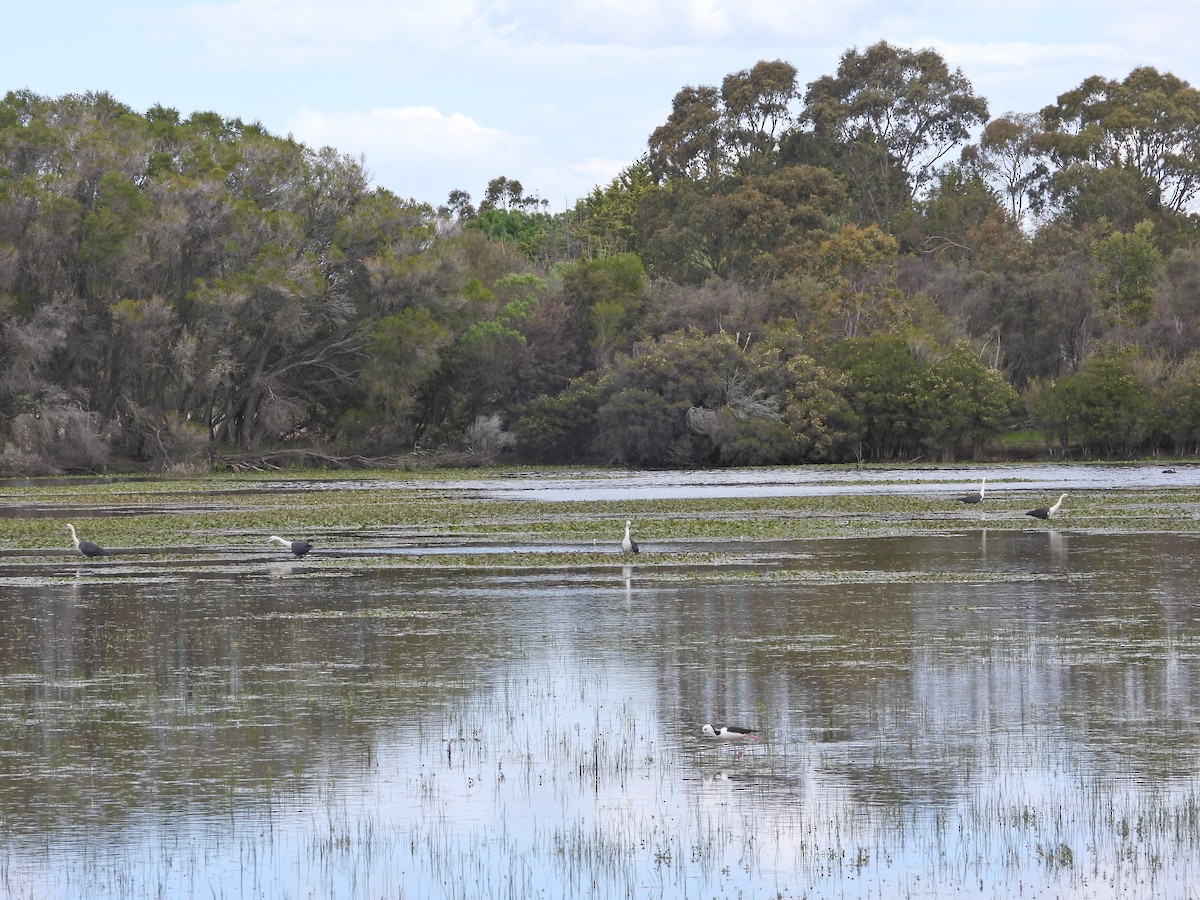 Pacific Heron - ML645300307
