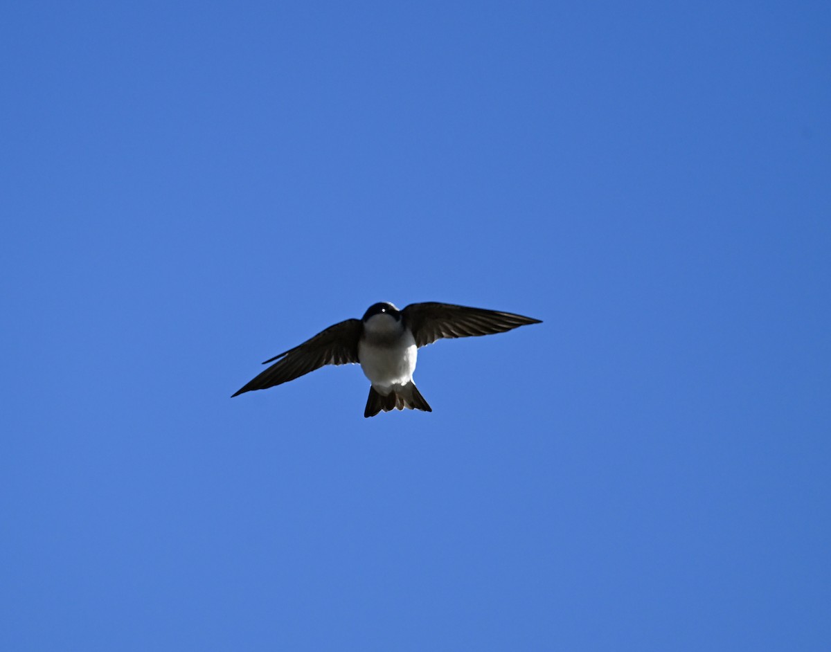 Tree Swallow - ML645300309