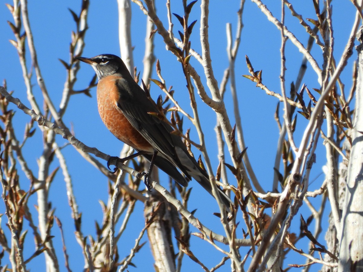 コマツグミ - ML645300310