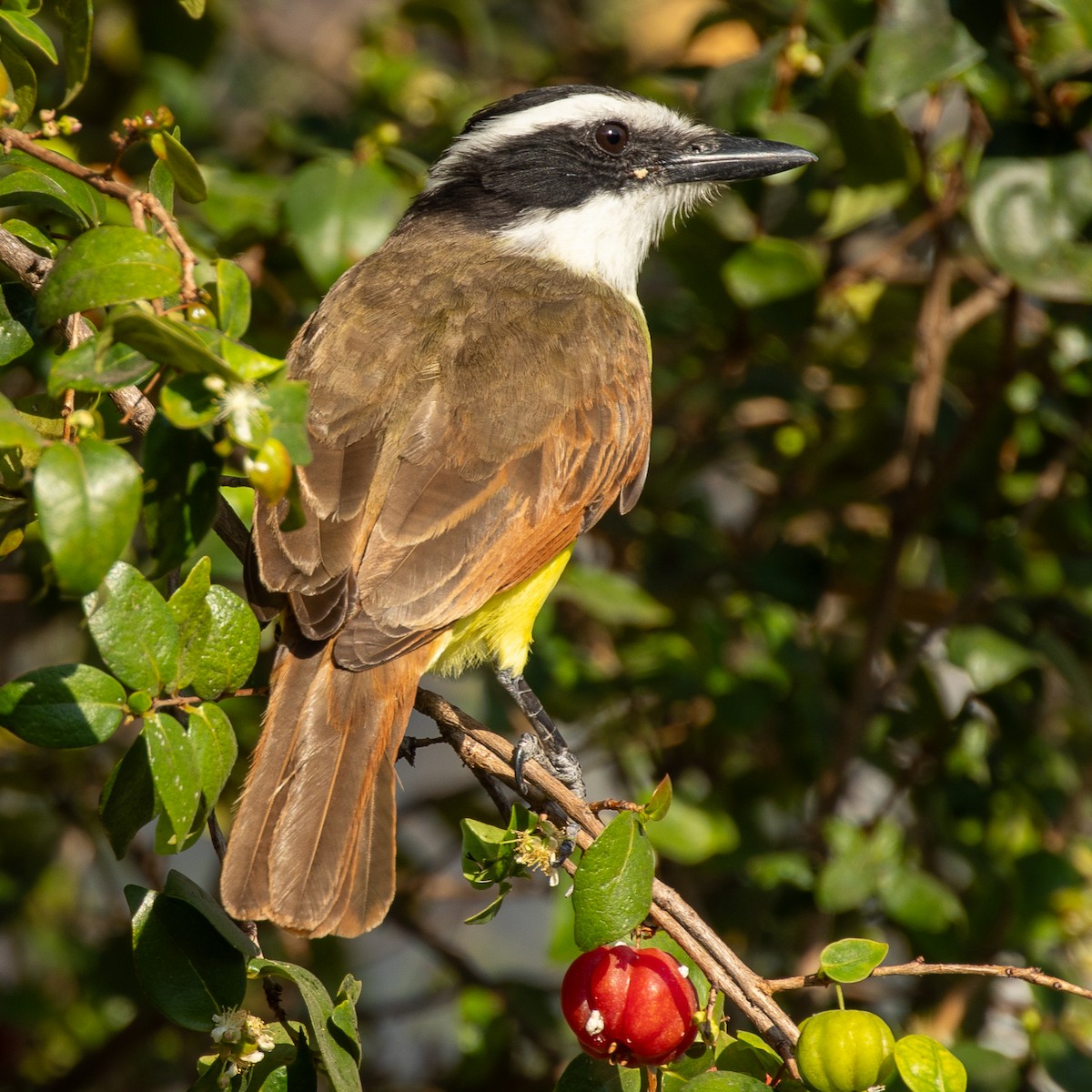 Большой бентеви, кискади - ML645300316