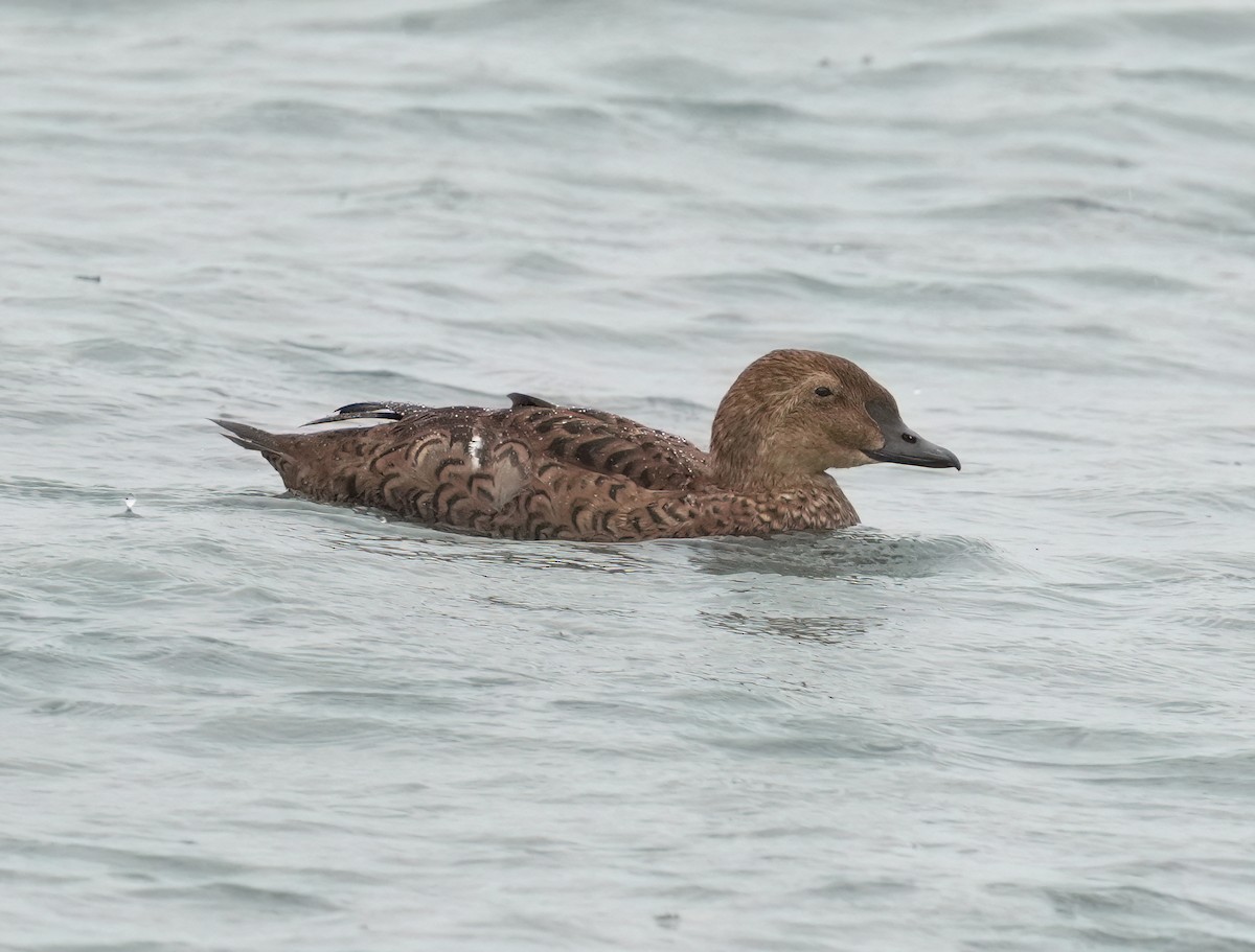 King Eider - ML645300319