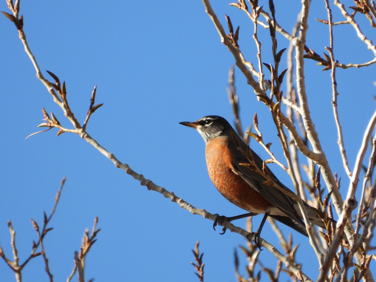 コマツグミ - ML645300320