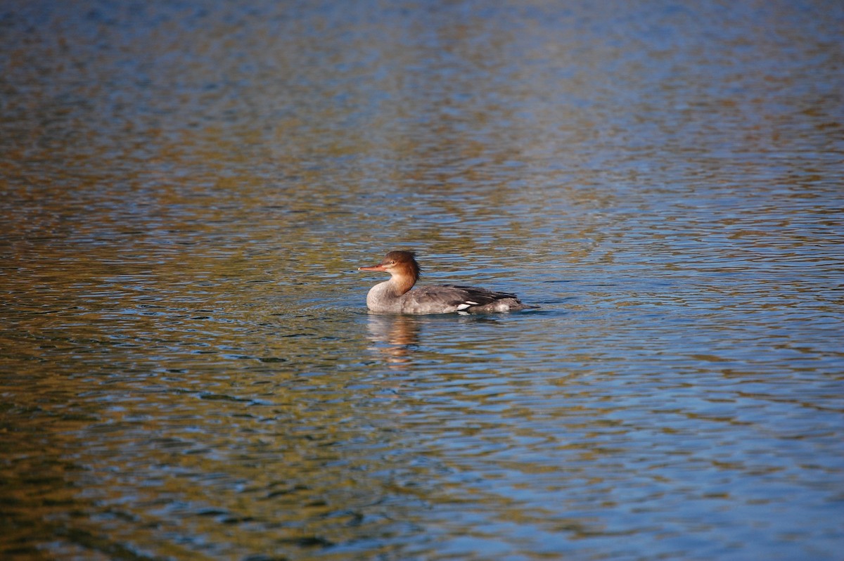 מרגון בינוני - ML645300321
