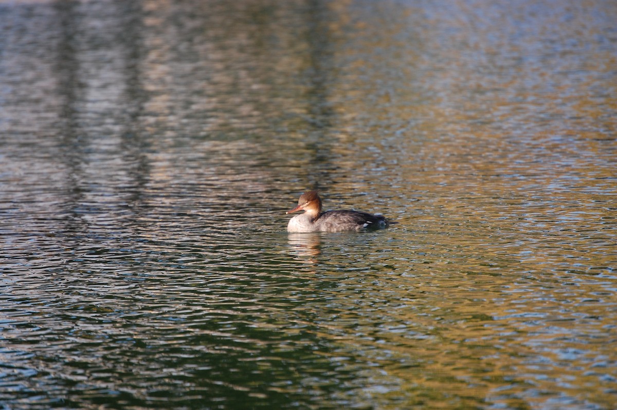מרגון בינוני - ML645300322