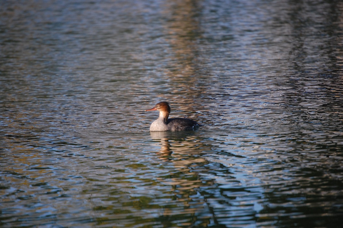מרגון בינוני - ML645300323