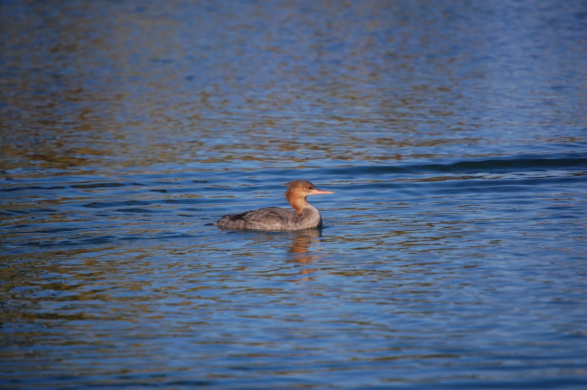 מרגון בינוני - ML645300324