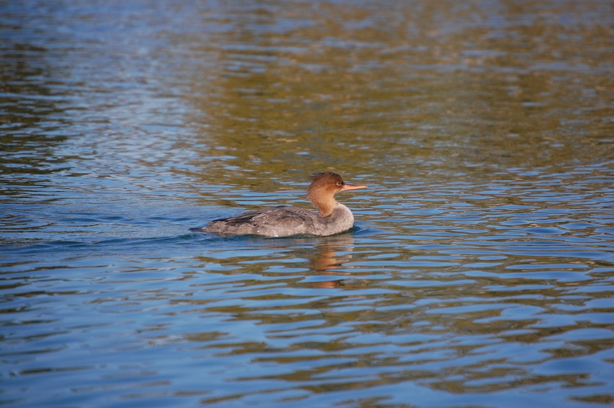 מרגון בינוני - ML645300325
