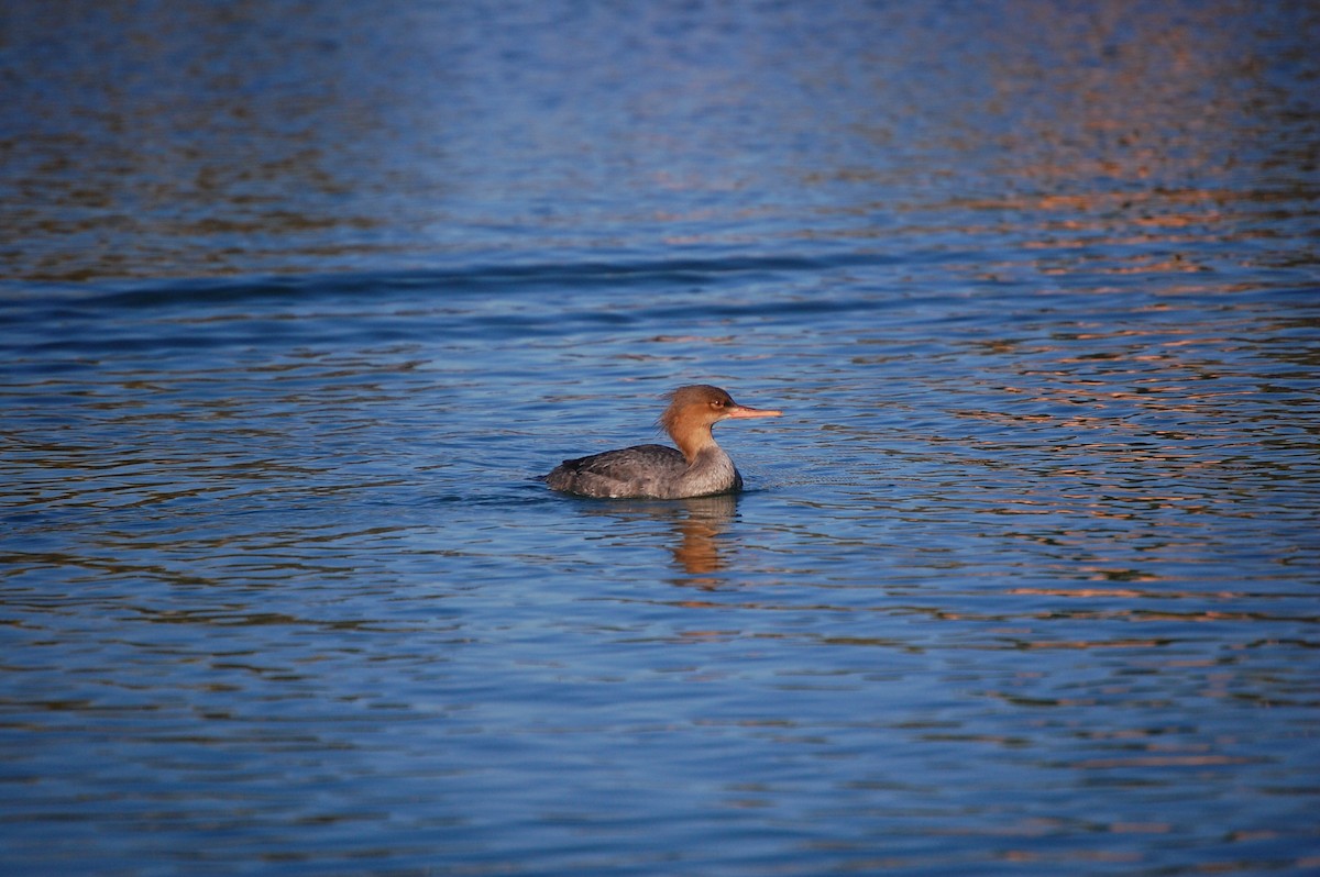 מרגון בינוני - ML645300326