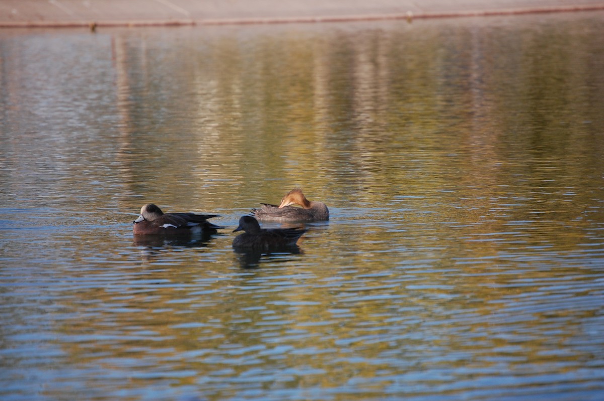 מרגון בינוני - ML645300327