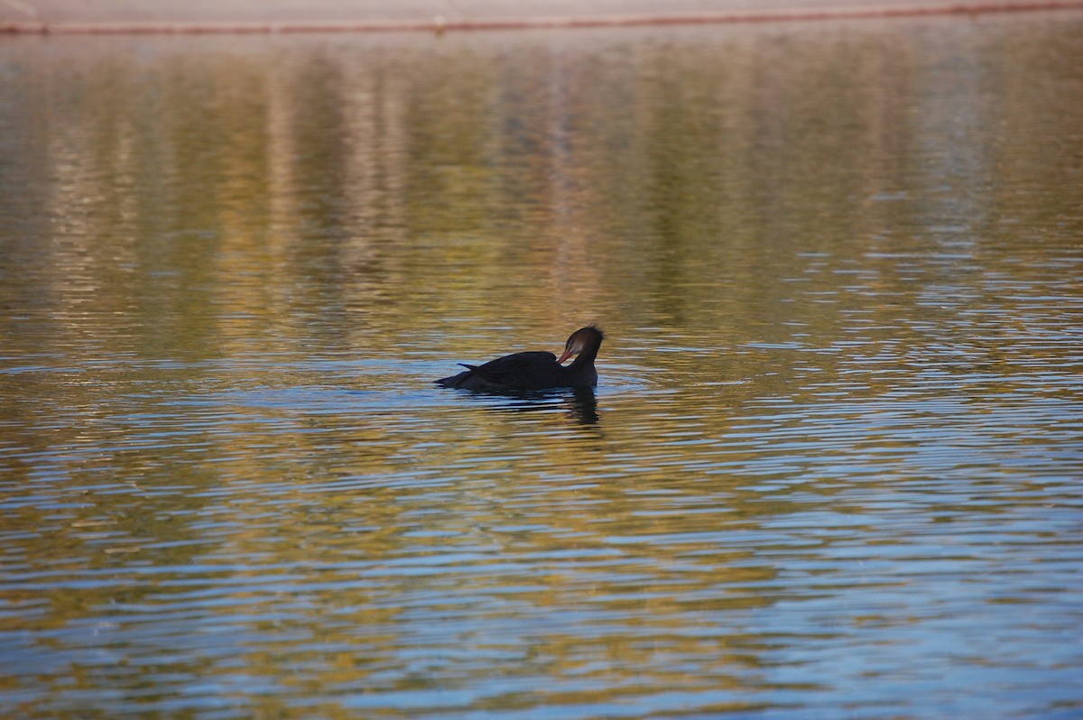 מרגון בינוני - ML645300328