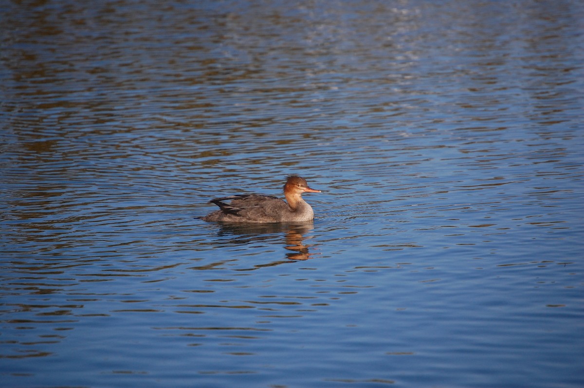 מרגון בינוני - ML645300329
