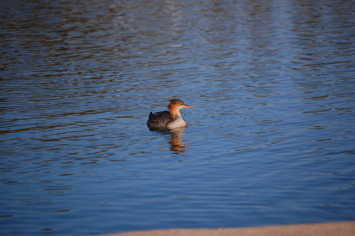 מרגון בינוני - ML645300330