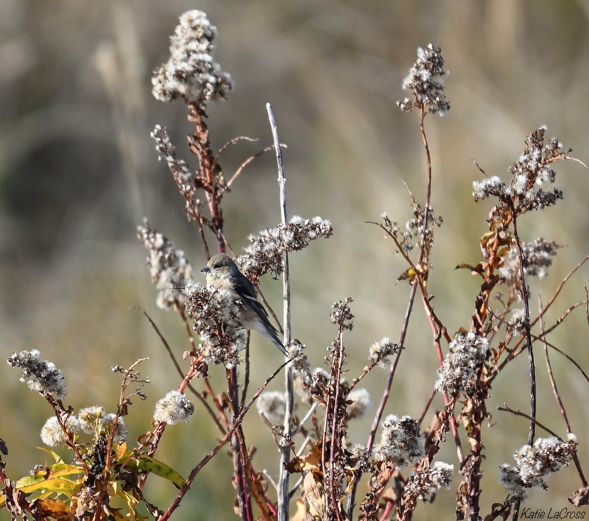 American Goldfinch - ML645300338