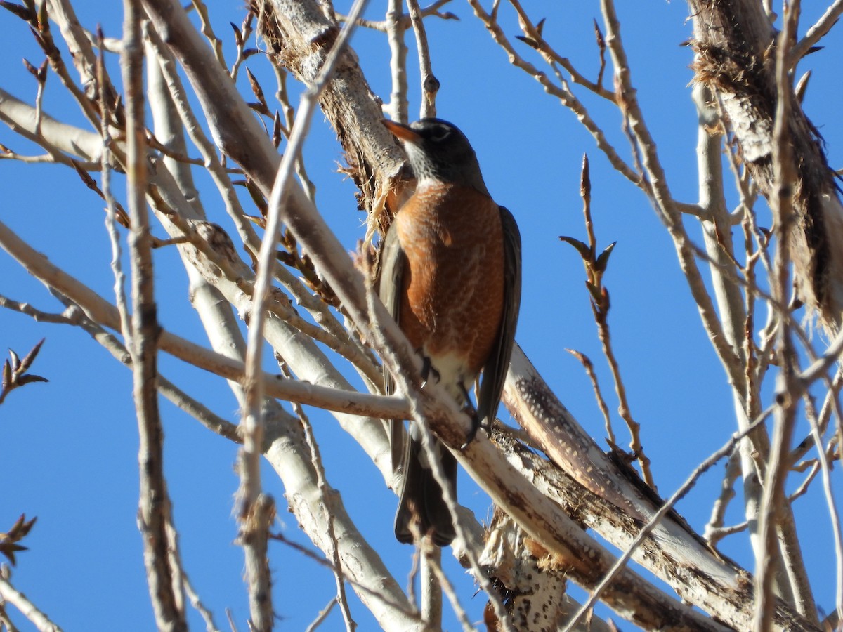 コマツグミ - ML645300340