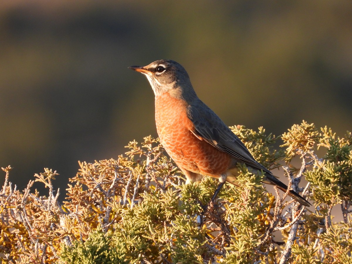 コマツグミ - ML645300344