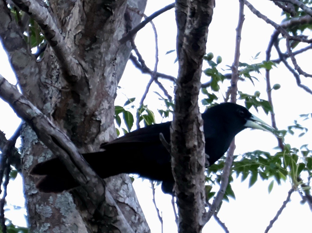 Solitary Black Cacique - ML645300350